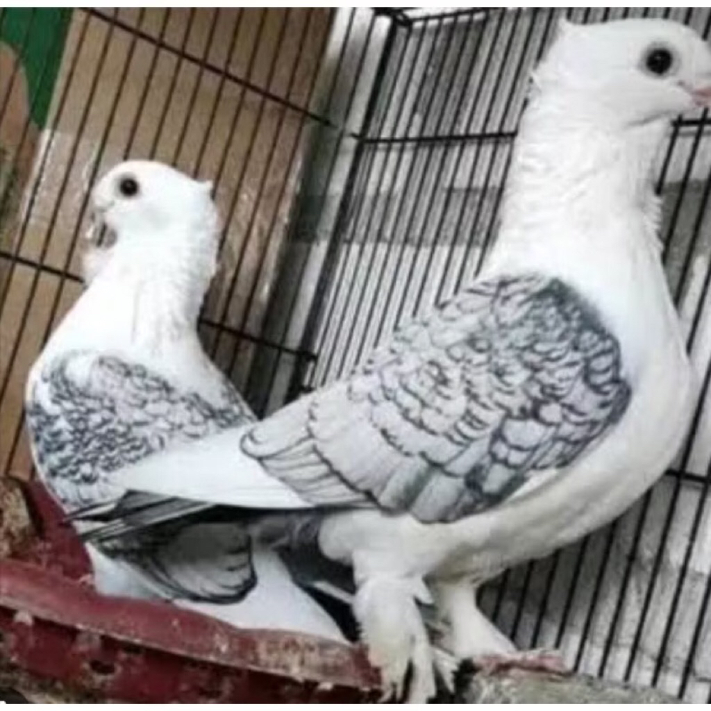 Burung Merpati Hias Santinet Sepasang