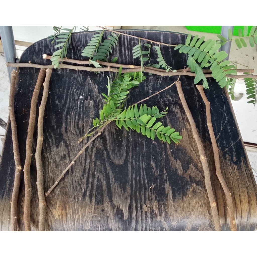 Tangkringan Burung Kayu Asem