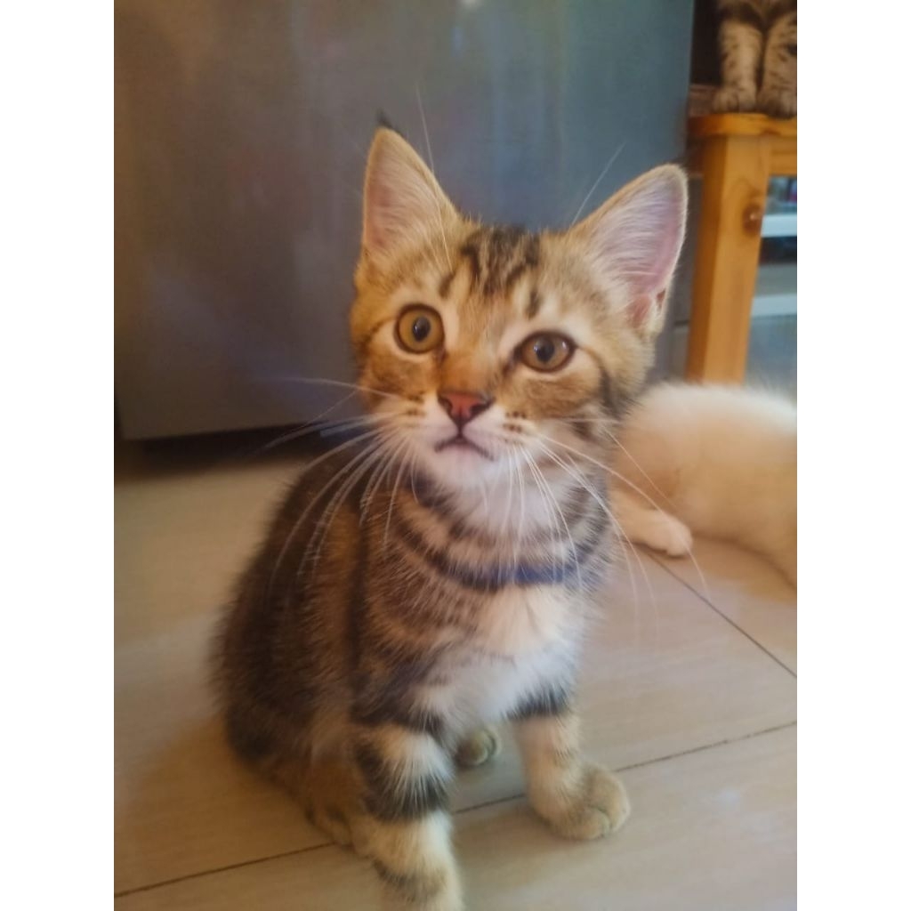 kitten persia mix himalaya