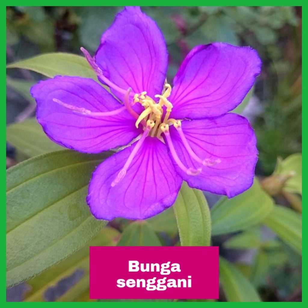 Tanaman Hias Herbal Taibo Cina — Bunga Senggani