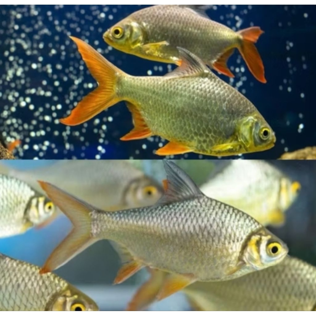 Hiasan Aquarium Kaviat Bangkok Size 4-6 cm Ikan Pembersih Kotoran Dasaran Tankmate Arowana Hiasan Ak