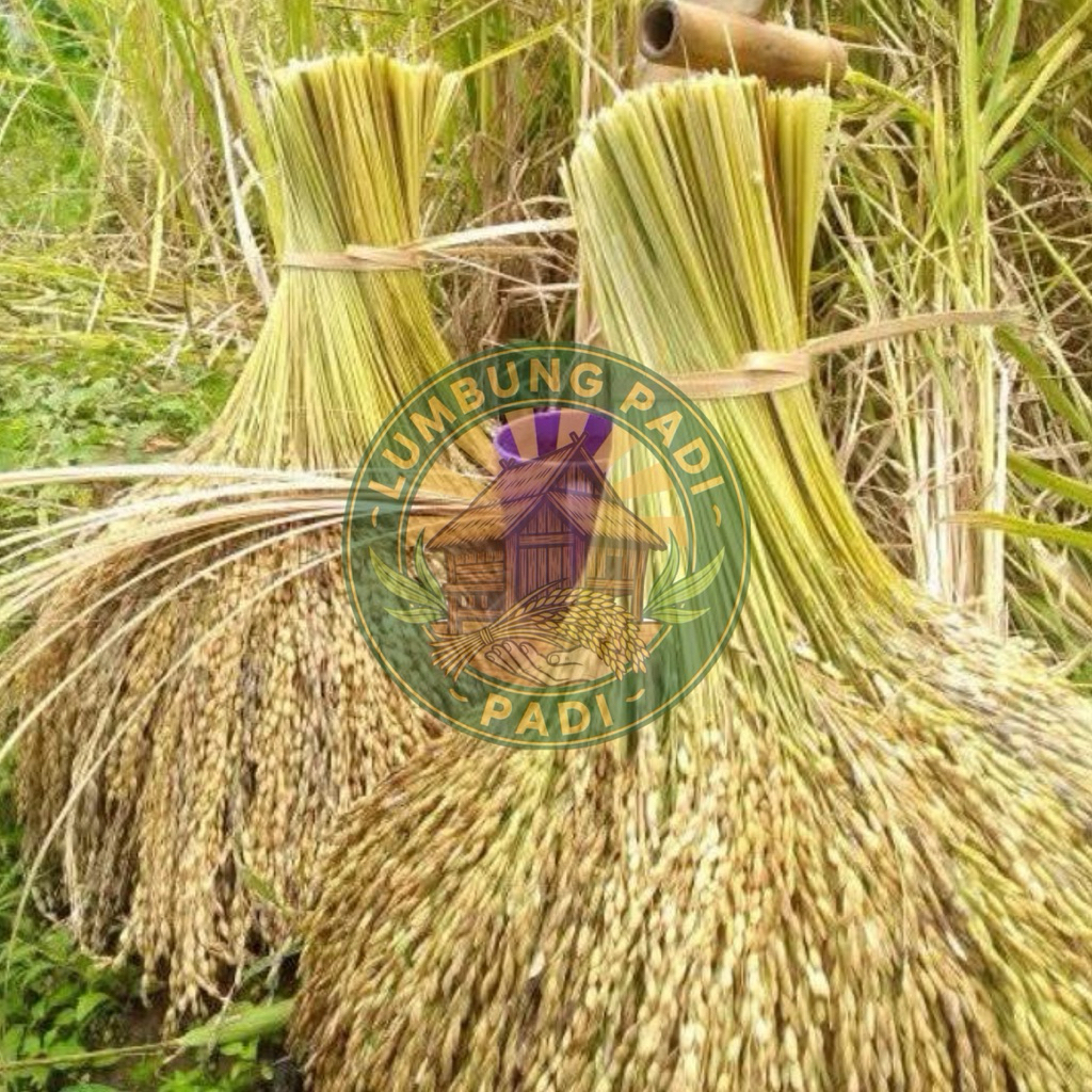 Benih padi ranggeuy BERAS MERAH padi huma bibit padi tangkai padi bertangkai berkualitas