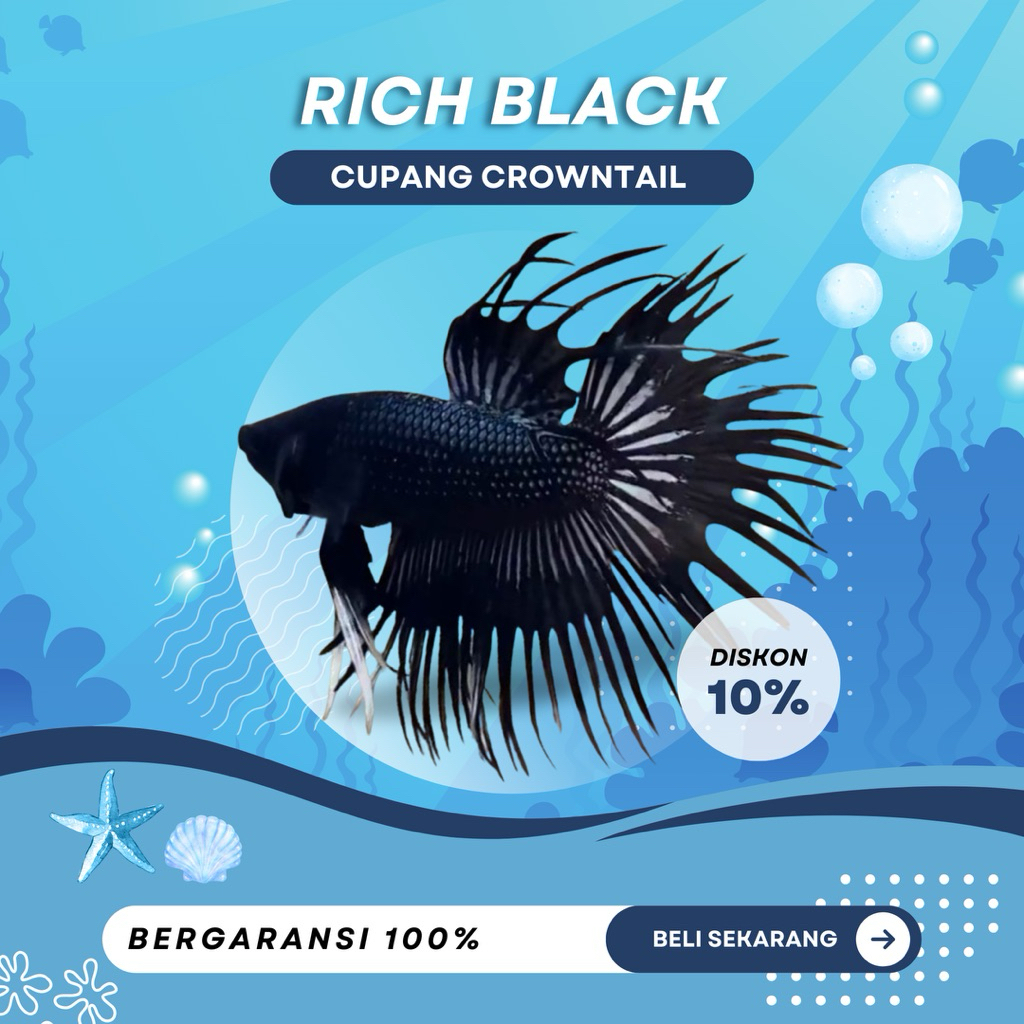 [CT] Cupang Crowntail Rich Black | TOP GRADE | BEST SELLER | REAL PICT| IKAN HIAS | GAHAR