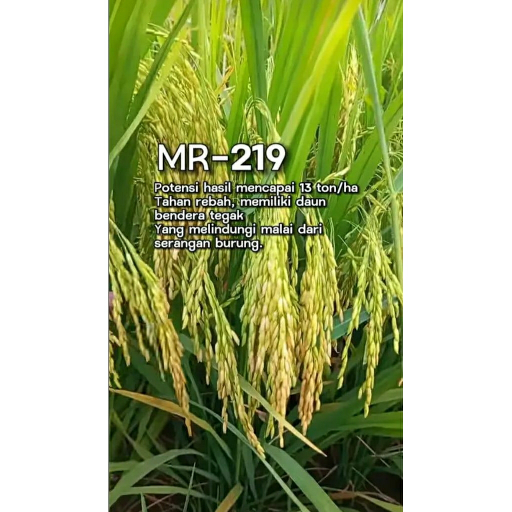 BENIH PADI MR-219 ( 1KG )