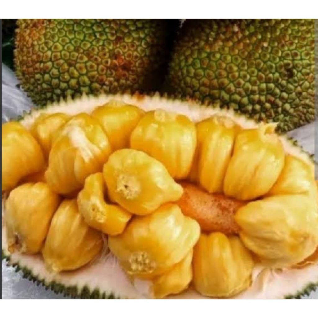 cempedak manis cempedak utuh bijian