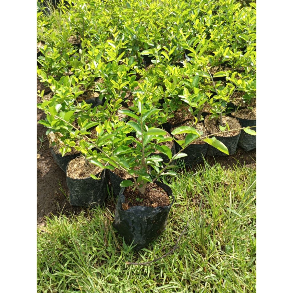 bibit buah ceri fietnam