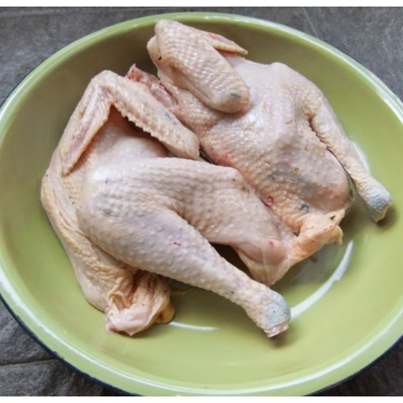 AYAM KAMPUNG HIDUP SEGAR