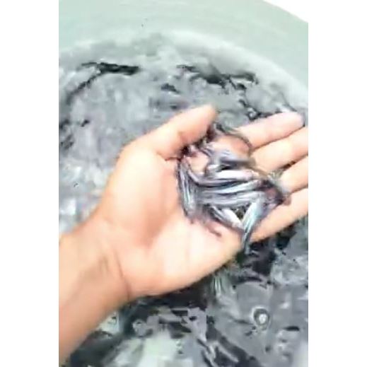 Paket 20 Ekor Bibit Ikan Patin 5-8 cm Budikdamber, Aquaponik, Kolam