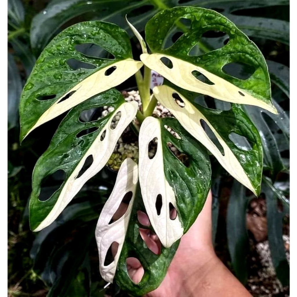 Batang bonggol monstera adansonii variegata janda bolong varigata murah