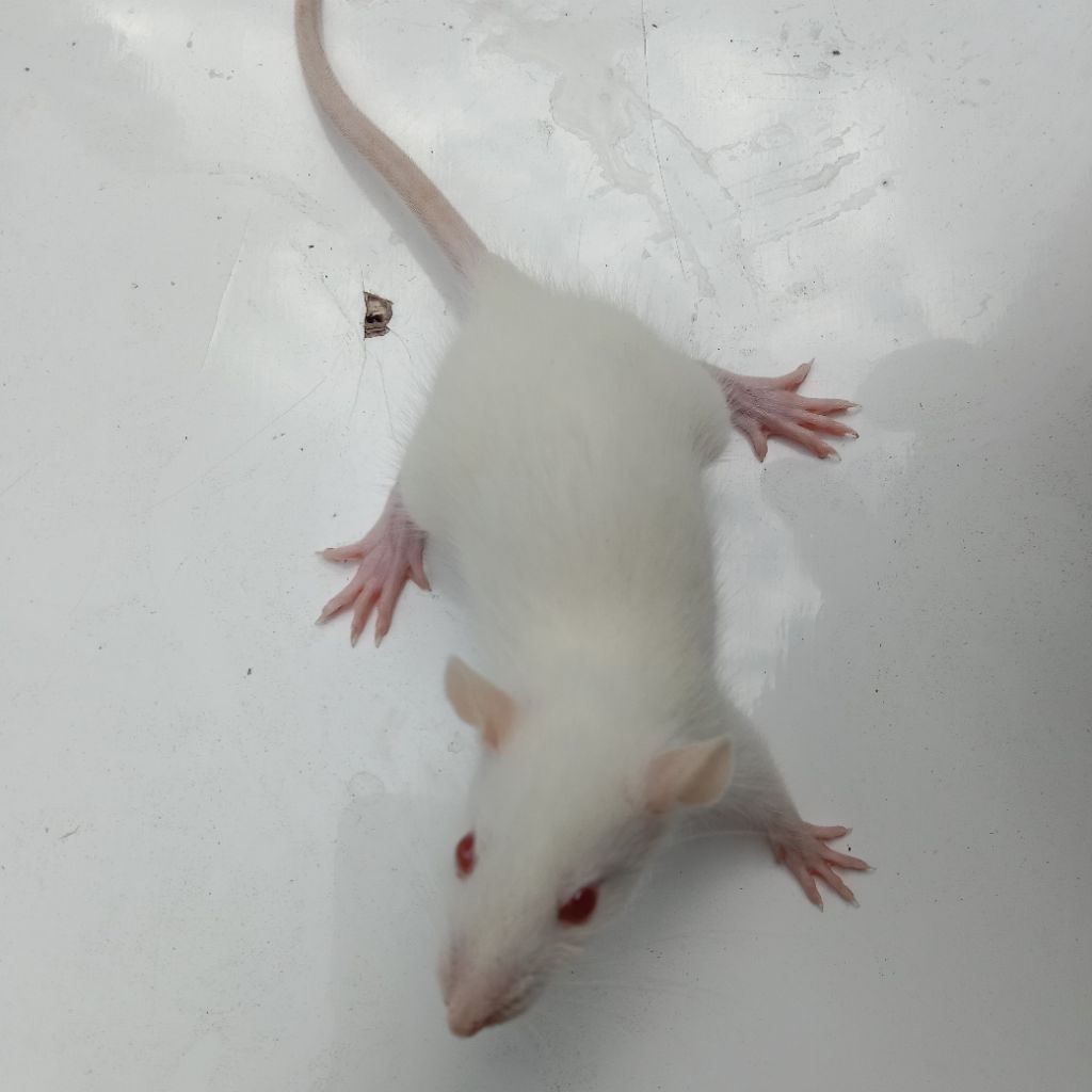 tikus putih rat small - pakan retic