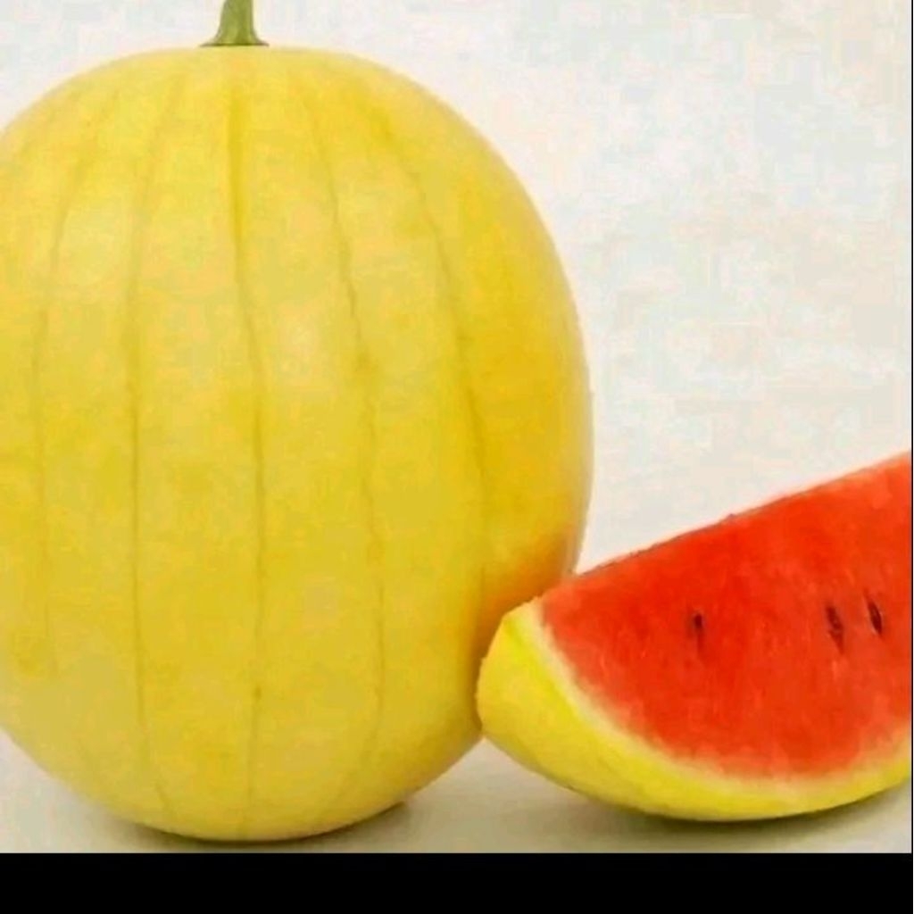 Biji benih semangka kulit kuning daging merah