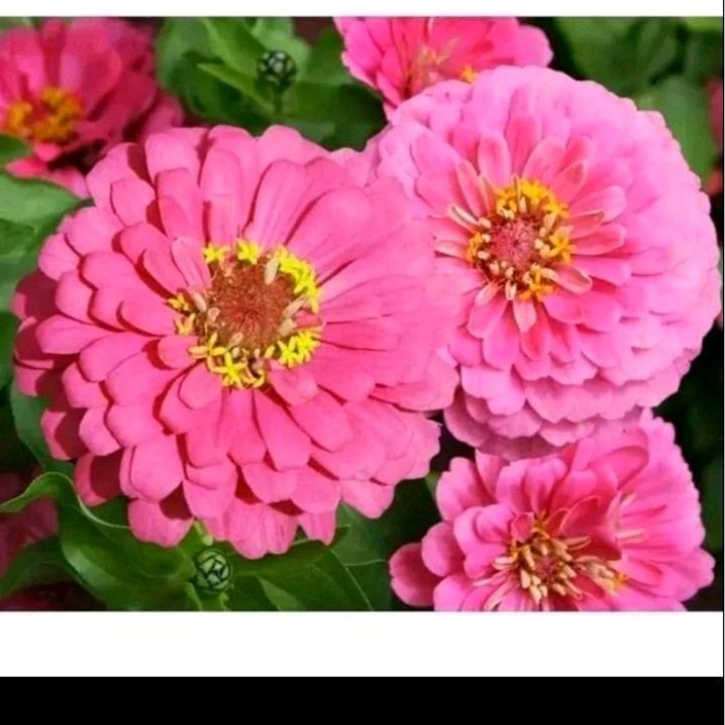 Benih bunga zinnia luminosa