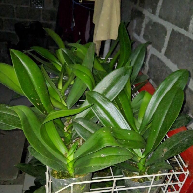 new bibit bunga anggrek bulan bunga putih dewasa jumbo