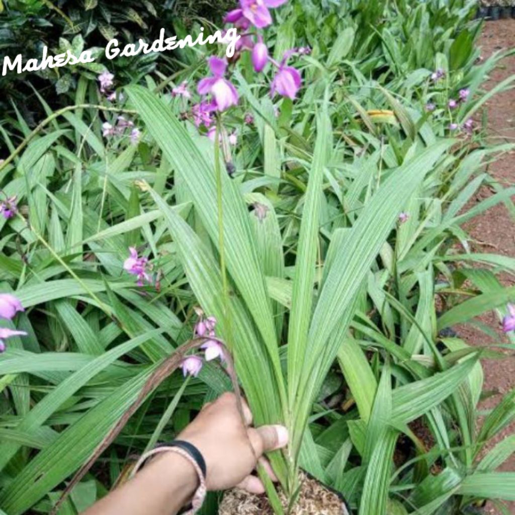 Tanaman Hias Anggrek Tanah Dendrobium - Bunga Ungu Elegan, Mudah Dirawat