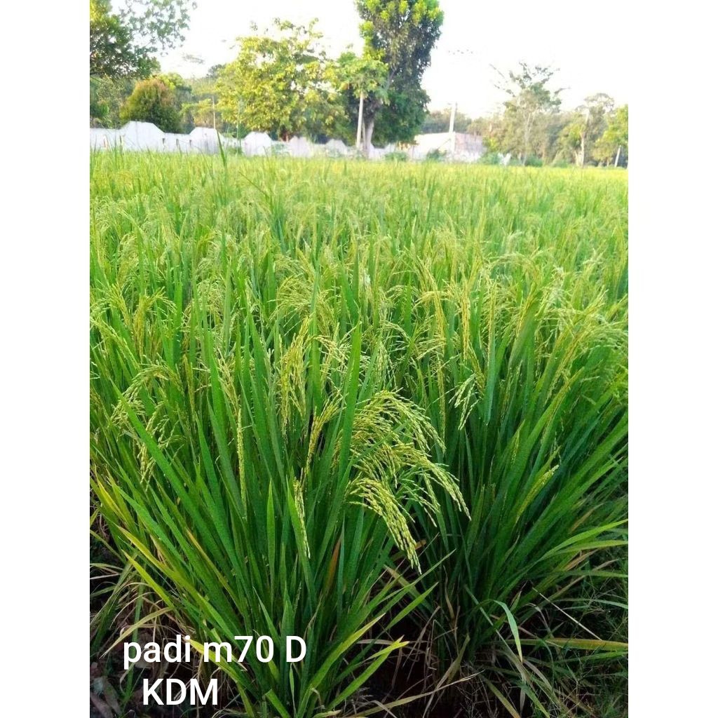 BIBIT PADI M70 D KEMASAN 1 KG BIBIT PADI SUPER UNGGUL