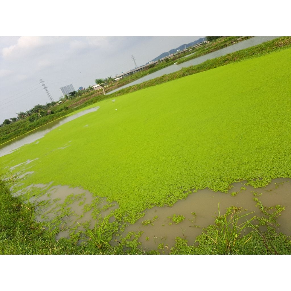 azolla pakan ternak bibit azolla murah isi 1 kg