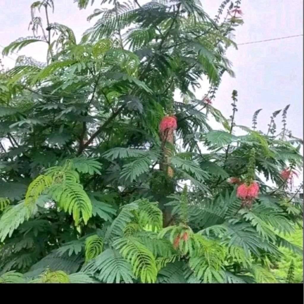 Biji benih Kaliandra merah