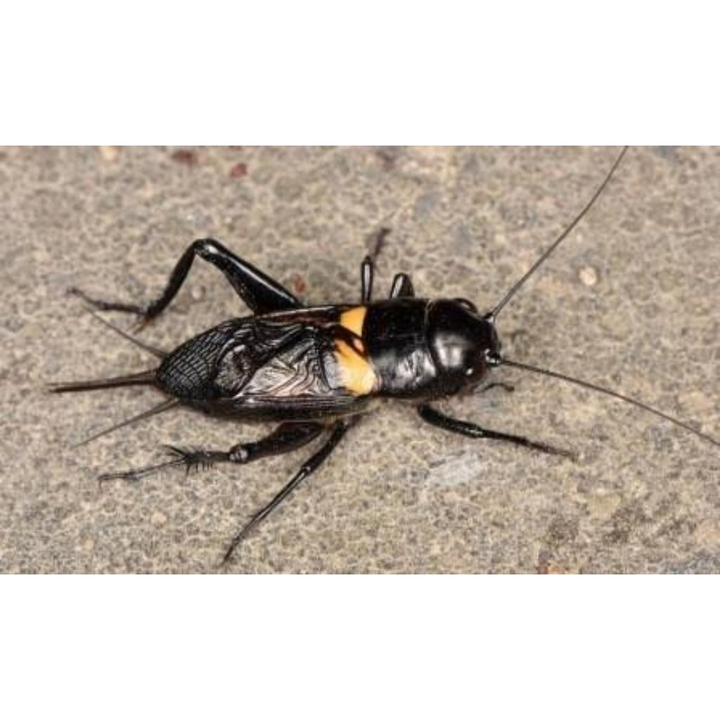 Ukur 8 Jangkrik Alam jangkrik aduan jangkrik sawah jangkrik murah jangkrik super jangkrik jumbo