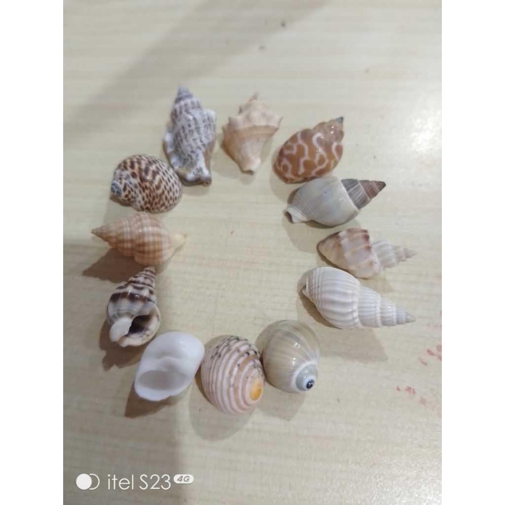 kerang kelomang BERSIH ukuran kecil / baby