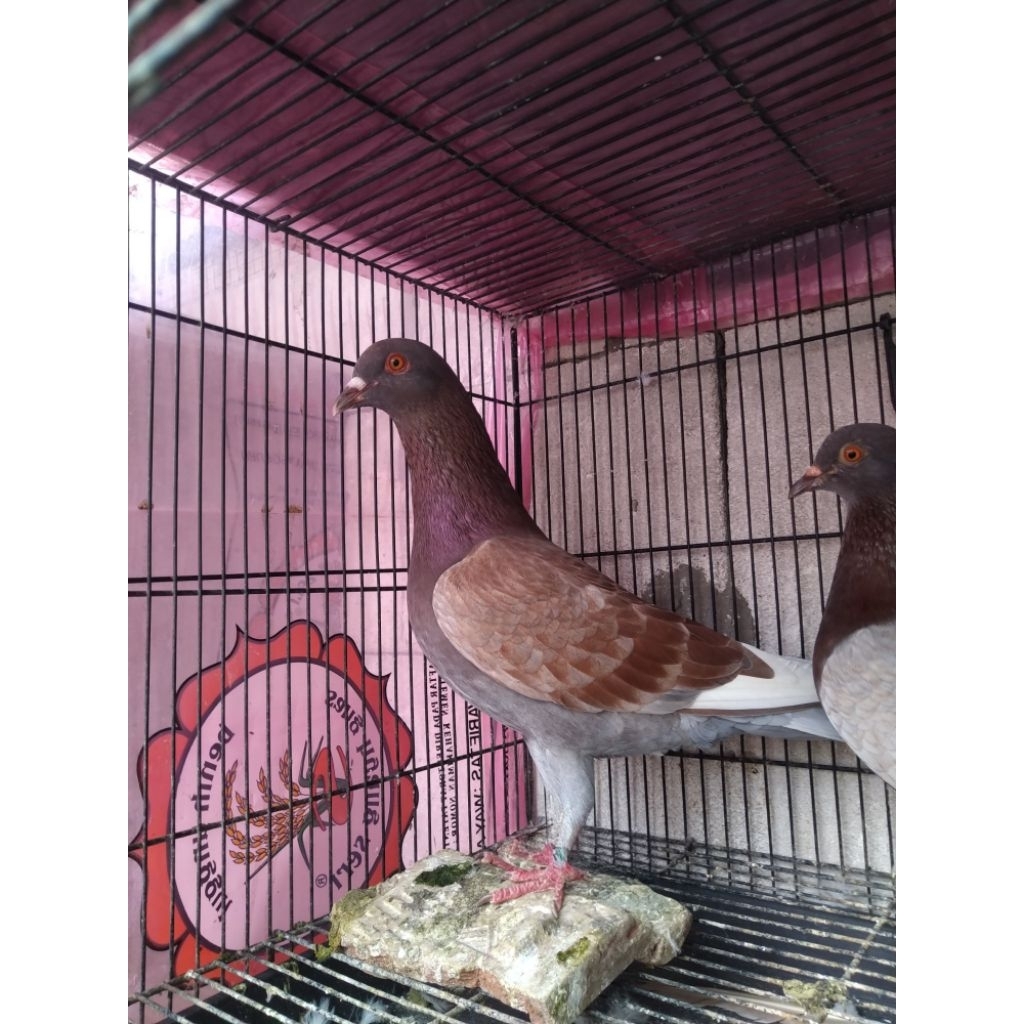 MERPATI INDUKAN & BAHAN BERKUALITAS ( KOLONG/BALAP )