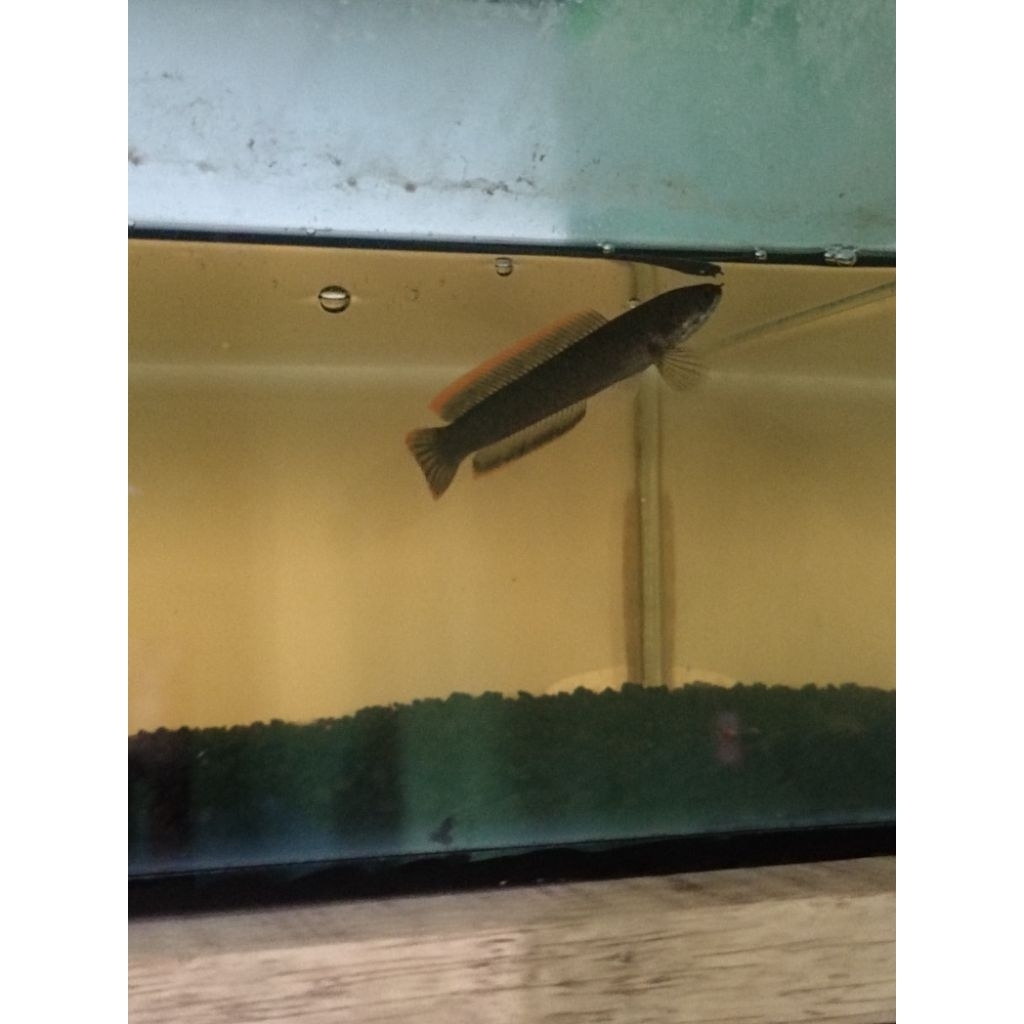 Isi aquarium Limbata Lawu CB