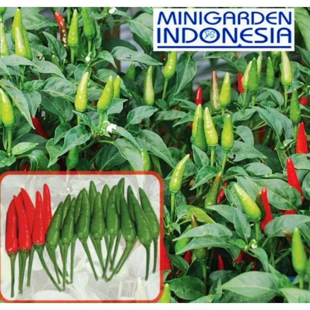 50 Benih Cabai Rawit Hijau Santika F1 bibittanaman sayur sayuran cabe / Banjarmasin / Kalimantan Sel