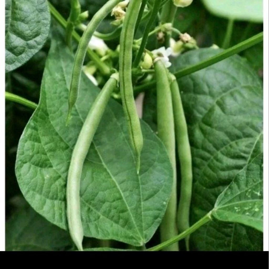 Biji benih buncis tegak/buncis baby kemasan premium