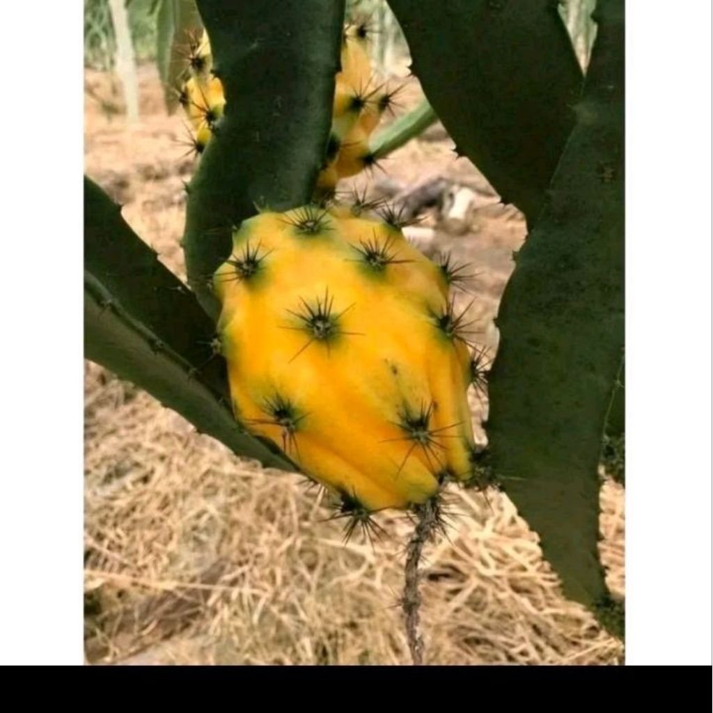 Biji benih buah naga kuning