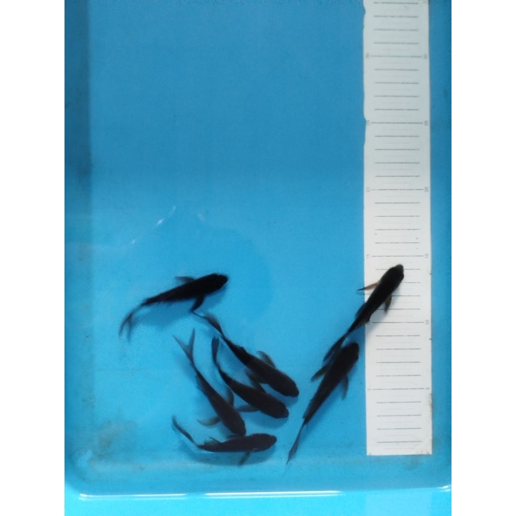 Ikan koi Karasu kumpay ikan koi karasu Slayer 9-10cm