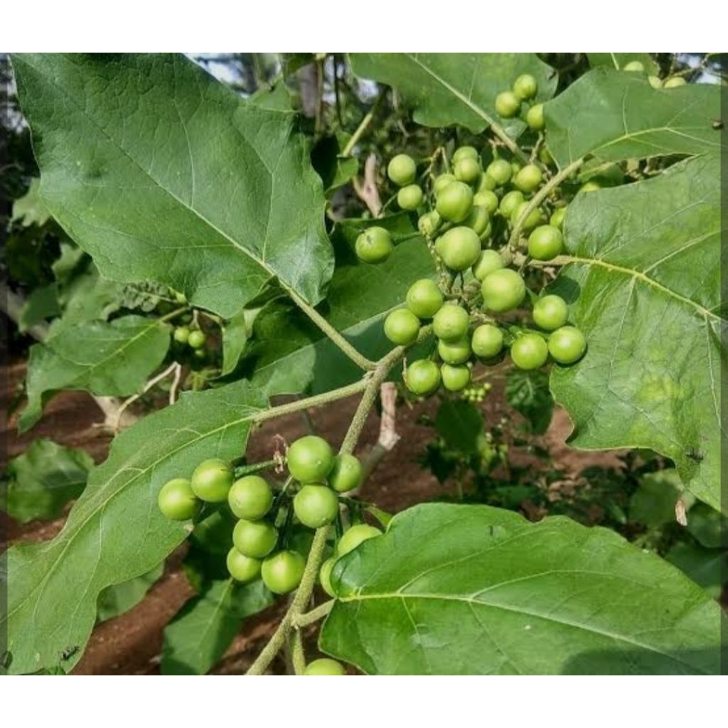 pokak/tekokak terong pokak100gr