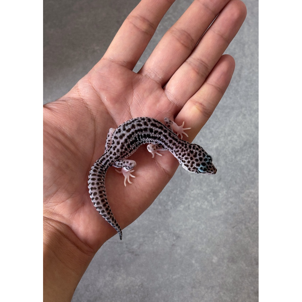 SUPER SNOW BLACK NIGHT LEOPARD GECKO