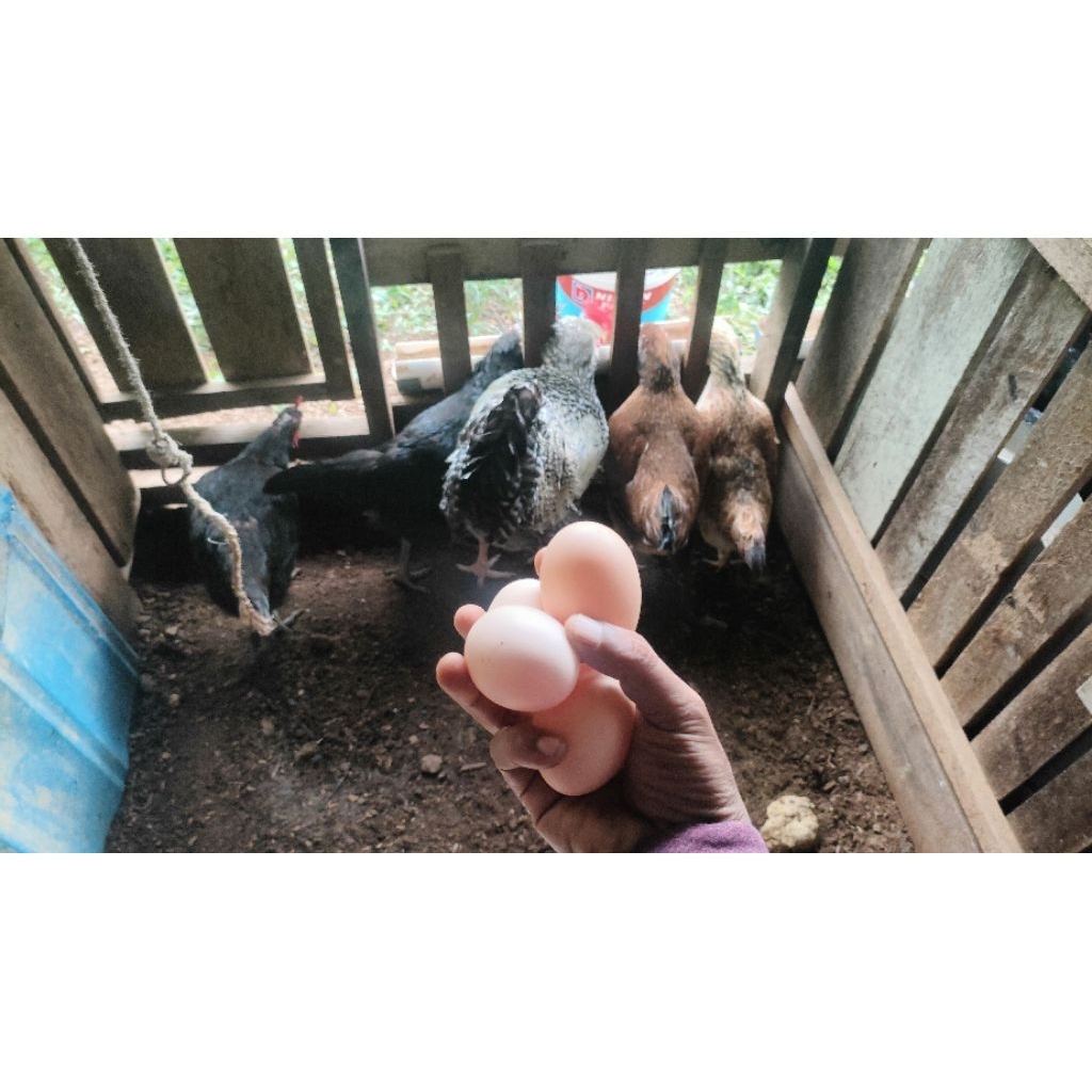 Isi 10 Butir Telur Fertil Ayam Black Permud 3 (BP3)