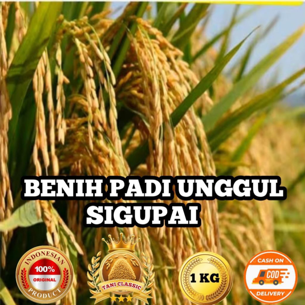 BENIH PADI UNGGUL SIGUPAI KEMASAN 1KG