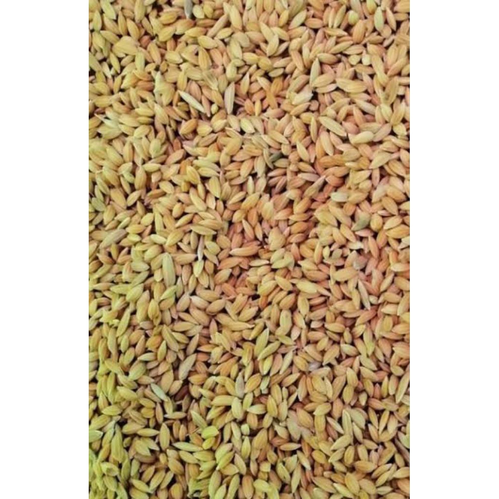 Padi beras kering,, konsumsi//pakan ternak ayam burung//bibit jamur tiram kemasan 1 kg