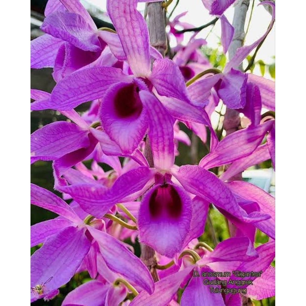 Dendrobium Anosmum Gigantea