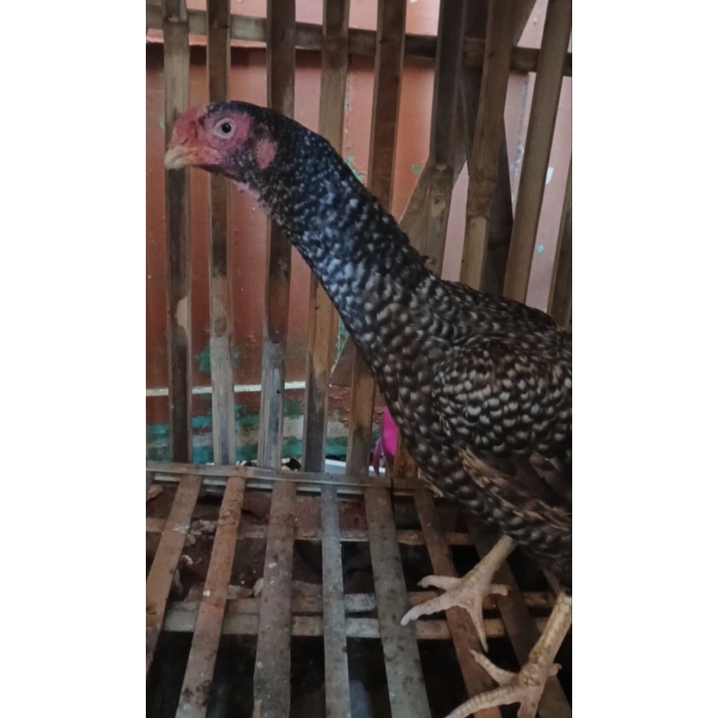 Induk betina ayam Assel Parrot /aseel /ayam Bangkok