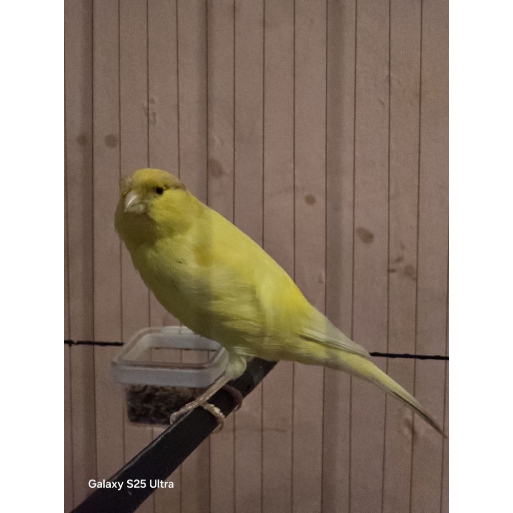 canary kenari prestasi f1rasmi