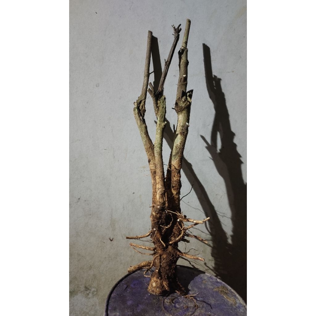 bahan bonsai Mentaos realpic sesuai gambar