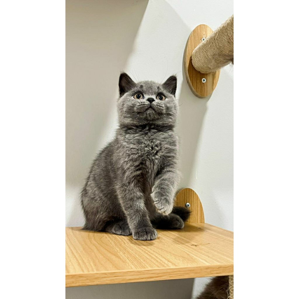 Kitten British Shorthair