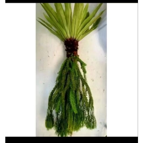 Tanaman hias kadaka tipis&kadaka huperzia/bibit kadaka dan rumpai