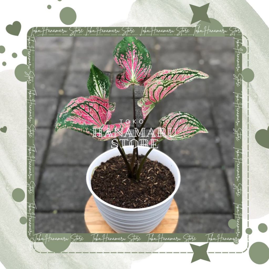 Tanaman Caladium Wayang Keladi Wayang Keladi Batik