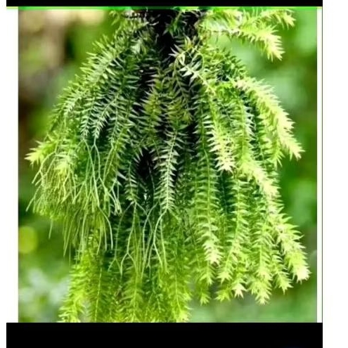 Rumpai huperzia tanaman hias rumpai huperzia