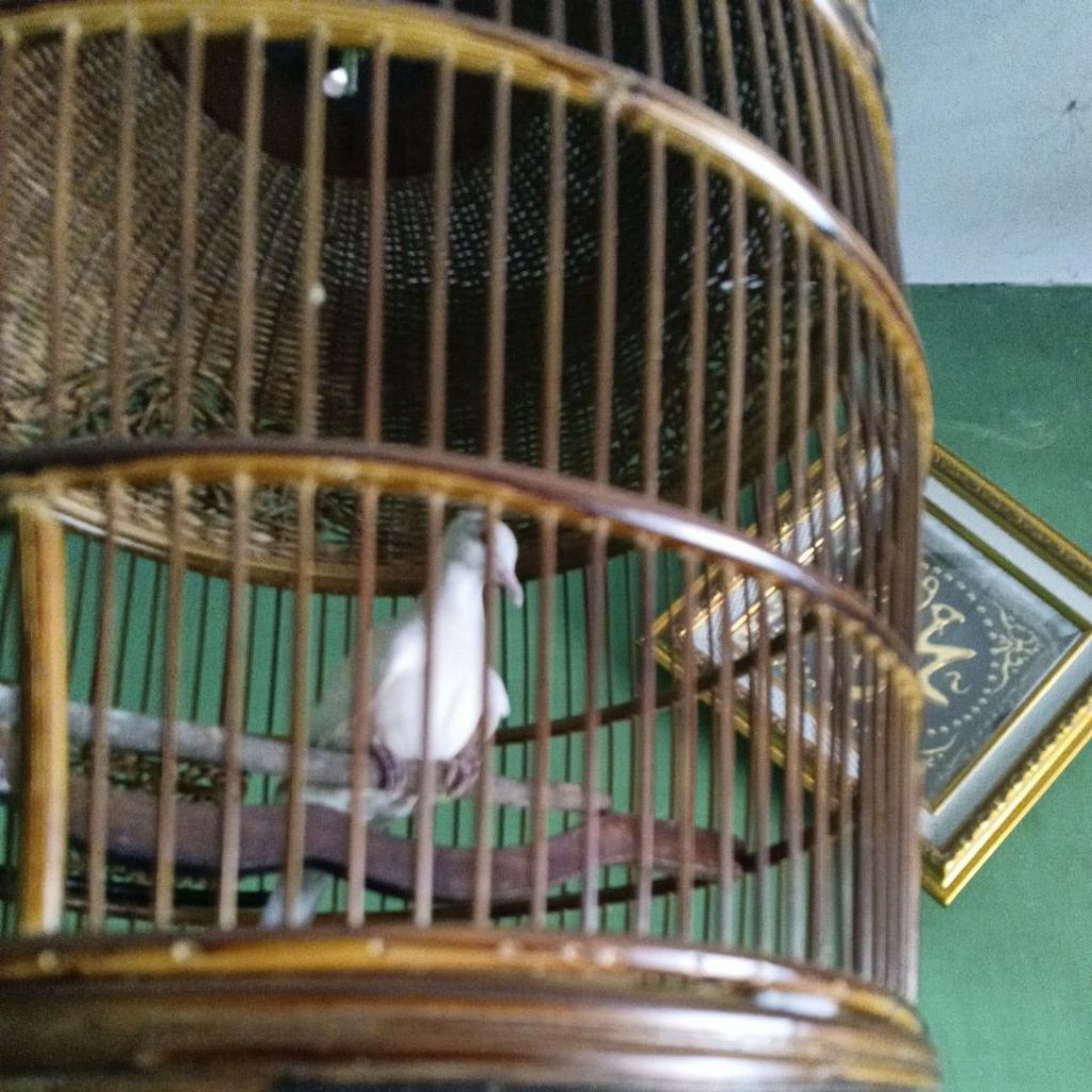 perkutut putih lurik mata merah gacoran