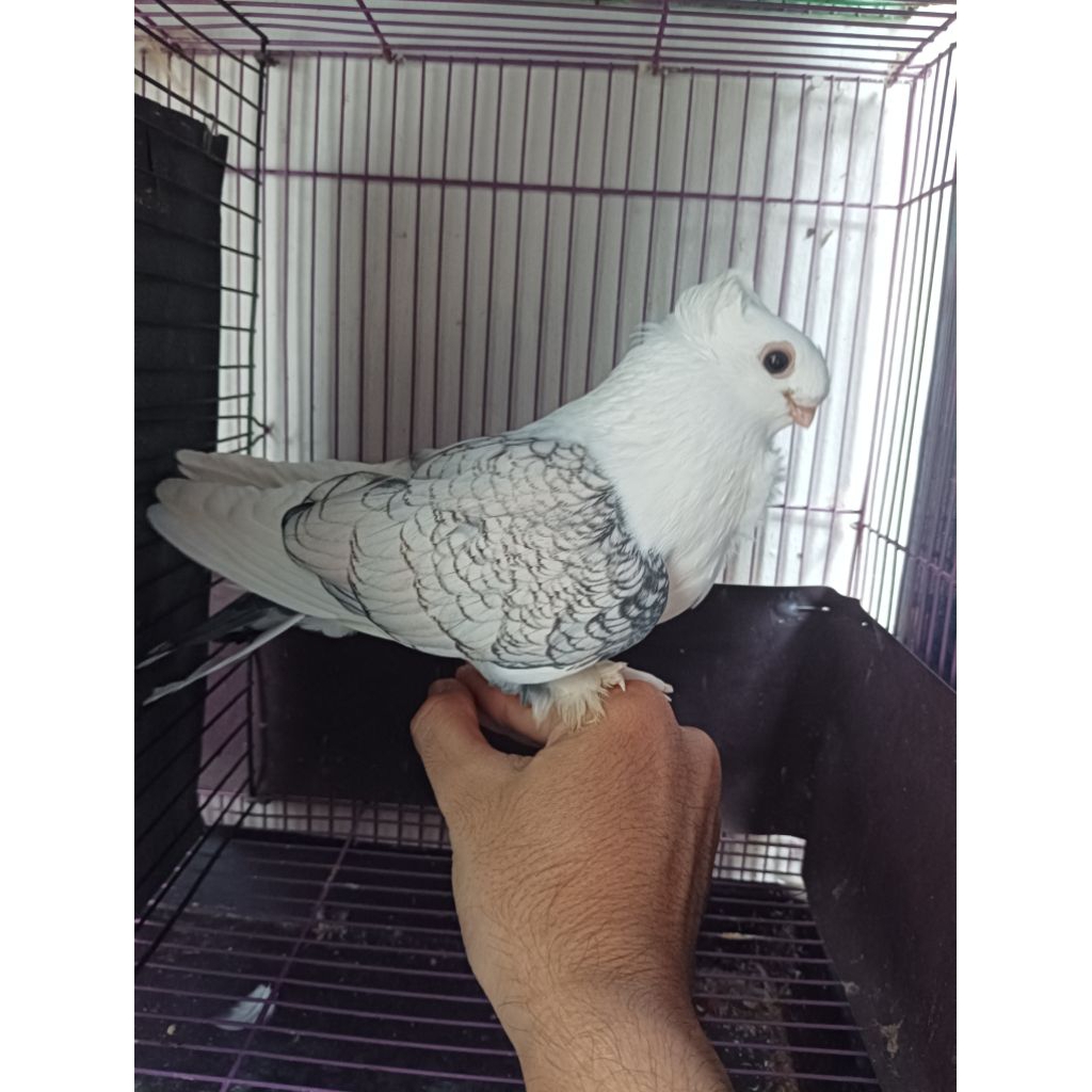 Merpati Hias Santinet Jantan