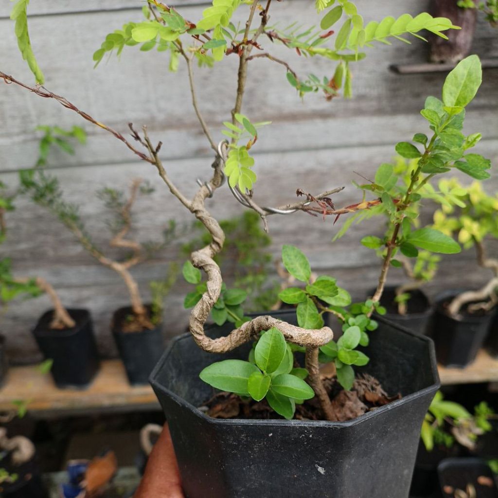 Bonsai asam jawa