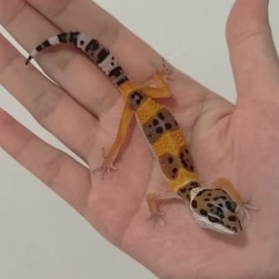 Custom Order Gecko SHTCT ( TANG 25-5 )