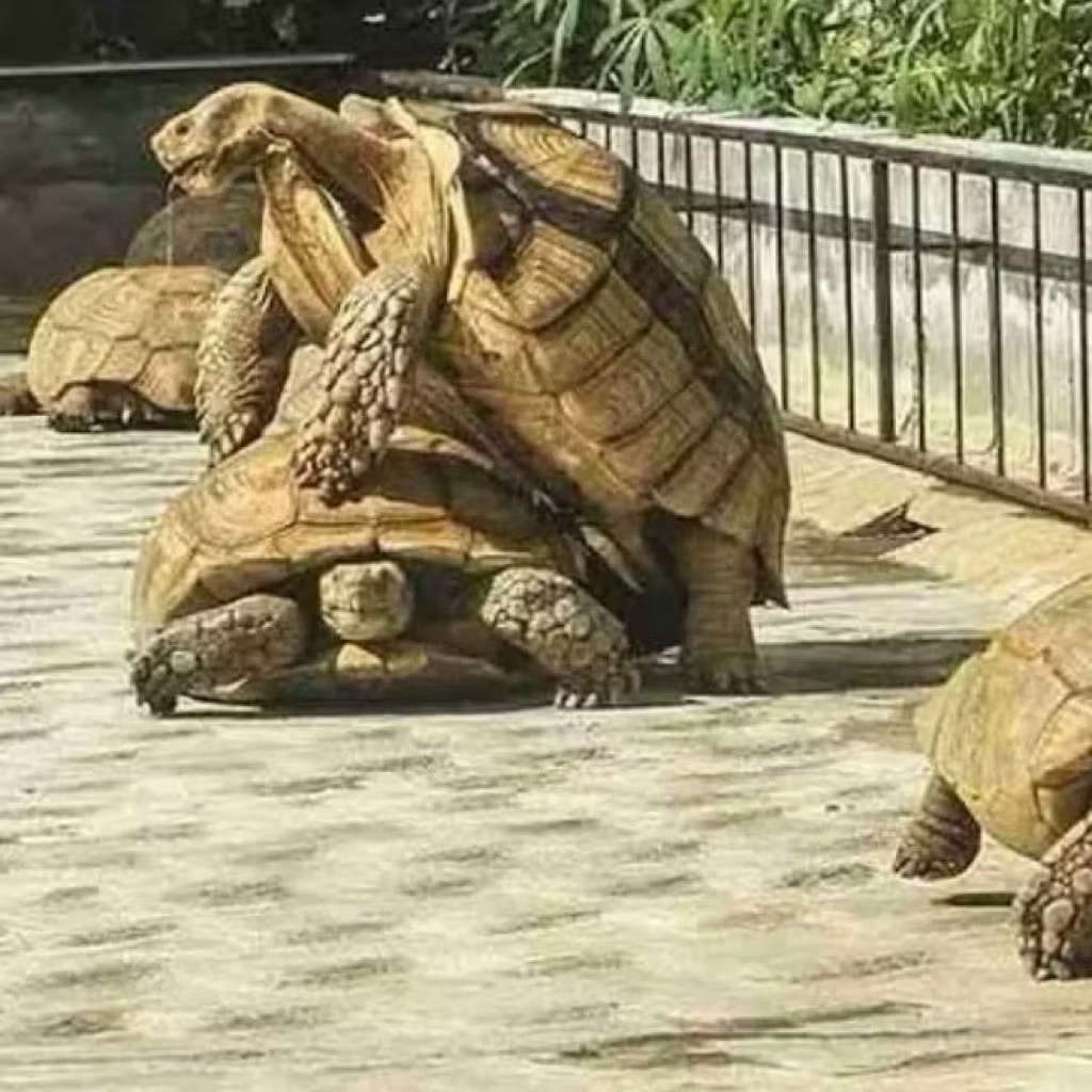 promo 1 telur Kuraakura Darat sulcata dijamin menetas