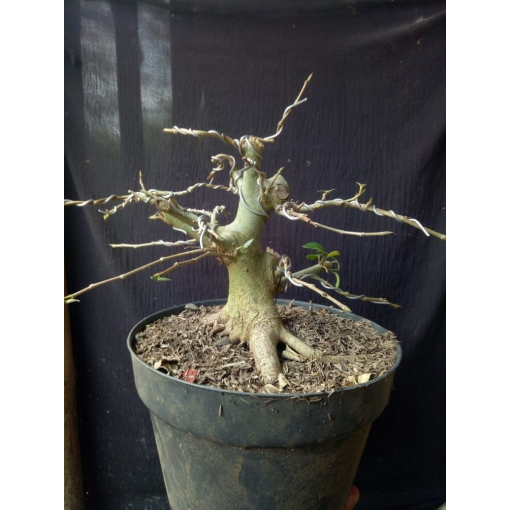 bonsai amplas taiwan ori real pict