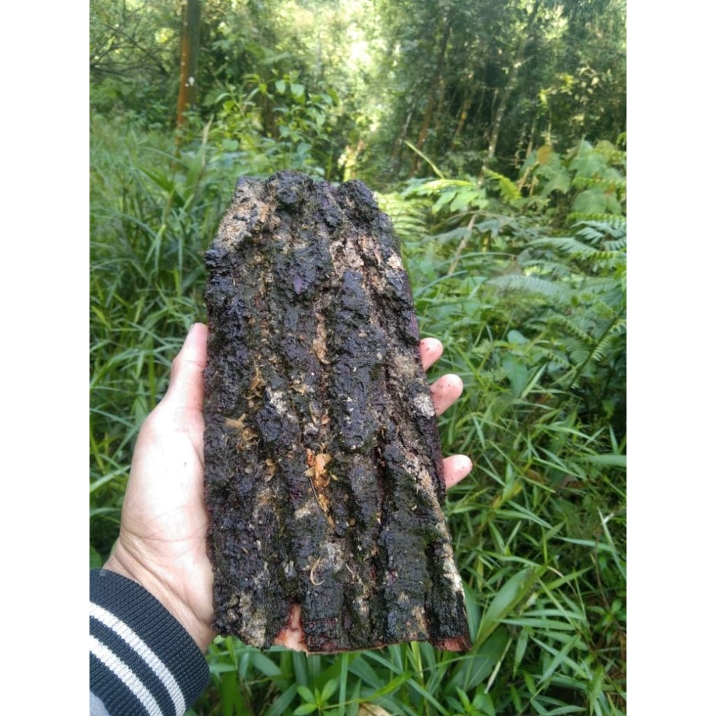 papan kulit pinus media anggrek