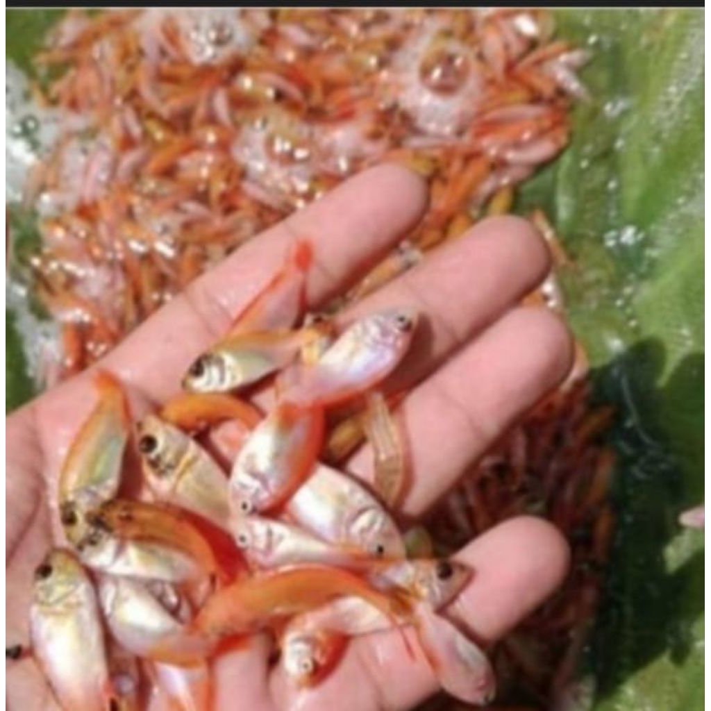 Bibit nila super monosex